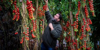 Tomatmannen skänker bort tomater gratis.