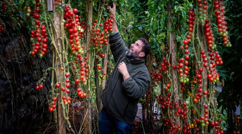 Tomatmannen skänker bort tomater gratis.